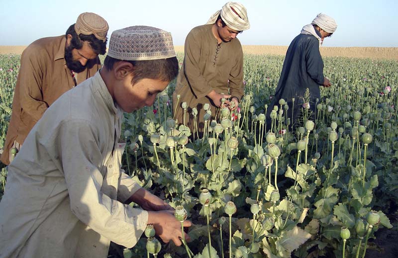 Наркотики в афганистане программа тор браузер официальный сайт hyrda